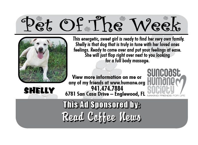 Pet of The Week Suncoast Humane Society